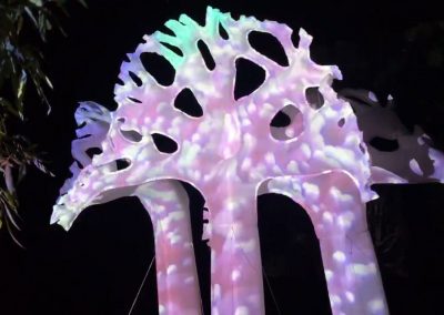Tree Coral Projections